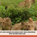 দেশে বাঘ, চিতা ও সিংহের সংখ্যা বাড়ছে, মন কি বাতে বললেন প্রধানমন্ত্রী