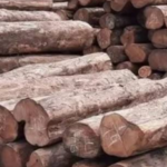 বন দপ্তরের গোপন অভিযানে উদ্ধার লক্ষাধিক মূল্যের সেগুন কাঠ