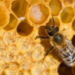 মধ্যপ্রদেশে মৌমাছির আক্রমণে ব্যক্তির মৃত্যু