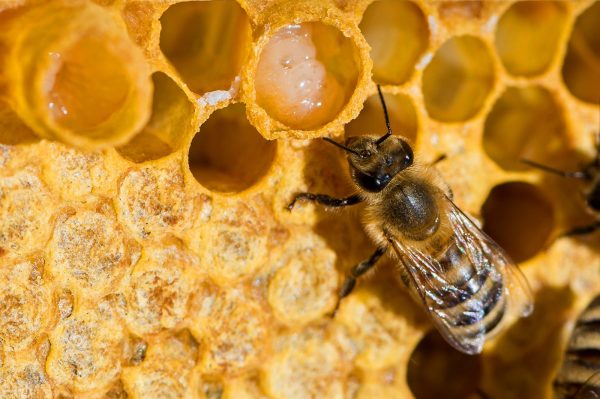 মৌমাছি পালনের মাধ্যমে মধু সংগ্রহ&hellip;