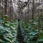 পান বাজারজাত করে ক্ষতির সম্মুখীন চাষীরা