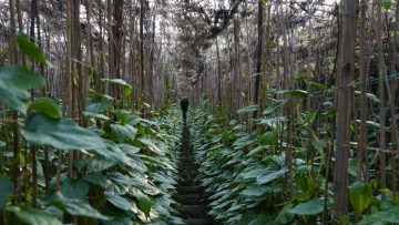 পান বাজারজাত করে ক্ষতির সম্মুখীন&hellip;