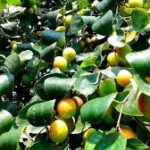 ইচ্ছা থাকলেই উপায় হয়: উত্তর ত্রিপুরার নাসির উদ্দিনের সাফল্যের গল্প