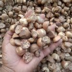 চোরা পথে বার্মিজ সুপারি রাজ্যে প্রবেশ করছে, বিপদ ডেকে আনছে বাগান চাষীদের