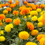 ফুল চাষ করে সফল ধর্মনগরের উদ্যমী যুবক মনোরঞ্জন নমঃ