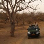 গীর অরণ্যে সিং সাফারি প্রধানমন্ত্রীর, নিজ হাতে তুললেন অনবদ্য ছবি