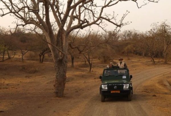 গীর অরণ্যে সিং সাফারি প্রধানমন্ত্রীর, নিজ হাতে তুললেন অনবদ্য ছবি