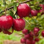 আপেল চাষিদের মুখে হাসি আনল বৃষ্টি, ভালো ফলনের প্রত্যাশা