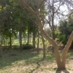 দিল্লির ডিয়ার পার্কে গাছে জোড়া ঝুলন্ত দেহ, তদন্তে পুলিশ