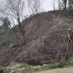 গাঁজা চাষীদের দখলে কলমচৌড়া রাবার কর্পোরেশনের বাগান