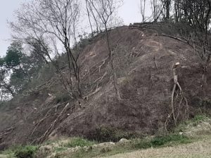 গাঁজা চাষীদের দখলে কলমচৌড়া রাবার কর্পোরেশনের বাগান