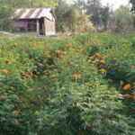 ফুল ফুটিয়ে রাজ্যের নতুন ফুল গ্রাম বিশালগড়ের চাম্পামুড়া