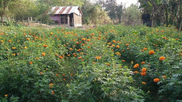 ফুল ফুটিয়ে রাজ্যের নতুন ফুল&hellip;
