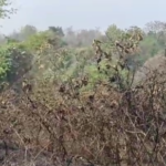 আমতলী খয়েরপুর বাইপাস সড়কে অগ্নিকাণ্ড, এলাকাবাসী রক্ষা পেলো বড় বিপদ থেকে