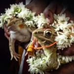 খোয়াইতে বৃষ্টির আশায় ব্যাঙের বিয়ের আয়োজন