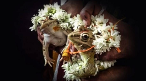 খোয়াইতে বৃষ্টির আশায় ব্যাঙের বিয়ের&hellip;