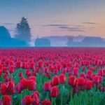 রকমারি টিউলিপের সমাহার, ২৬ মার্চ খুলছে কাশ্মীরের এই বাগান