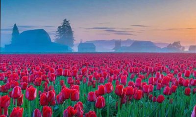 রকমারি টিউলিপের সমাহার, ২৬ মার্চ&hellip;