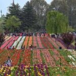 ১৭ লক্ষ টিউলিপের সমাহার, খুলে গেল কাশ্মীরের সেজে ওঠা এই বাগান