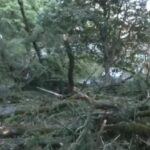 শিমলায় ব্যাপক ঝড়-বৃষ্টি, বিভিন্ন স্থানে উপড়ে পড়ল গাছ