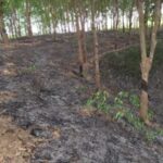 রাবার বাগানে দুষ্কৃতির আগুন, ভস্মিভূত ৩০ লক্ষ টাকার সম্পত্তি ও