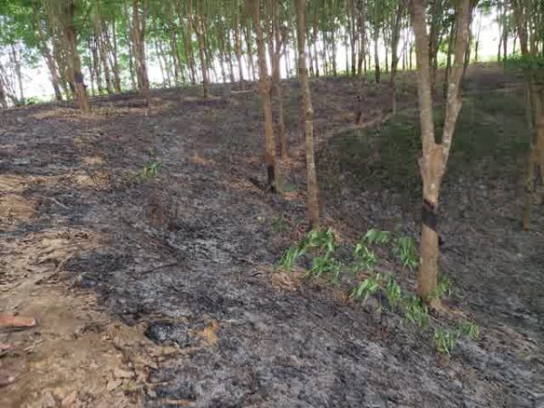 রাবার বাগানে দুষ্কৃতির আগুন, ভস্মিভূত&hellip;