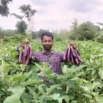 কৃষিতে দৃষ্টান্ত স্থাপন পশ্চিম ঘিলাতলীর শিক্ষিত যুবক মানিক মিয়া