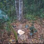 গভীর রাতে গৃহস্থের বাগান থেকে উধাও দামি আগরগাছ, থানার দ্বারস্ত