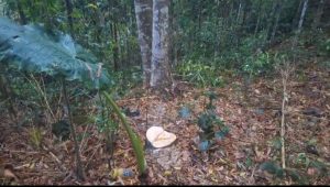 গভীর রাতে গৃহস্থের বাগান থেকে উধাও দামি আগরগাছ, থানার দ্বারস্ত