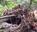 গাছের চাপায় আশংকাজনক বৃদ্ধা