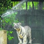 তাপমাত্রা ঊর্ধ্বমুখী, বিভিন্ন চিড়িয়াখানায় পশু-পাখিদের জন্য বিশেষ ব্যবস্থা