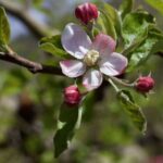 শিলাবৃষ্টি বয়ে আনল ক্ষতি, মানালি ও কুল্লুতে নষ্ট আপেলের ফুল