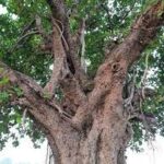 শতবর্ষ প্রাচীন বিশালাকার বটগাছ কাটা নিয়ে উত্তেজনা কৈলাসহরে!