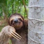 নোয়াগাঁওয়ে তিনটি বিরল লজ্জাবতী বানর উদ্ধার, এলাকায় চাঞ্চল্য