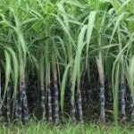 ২০২৫-২৬ চিনি মরশুমে চিনি কলগুলির থেকে আখ চাষীদের জন্য ন্যায্য ও লাভজনক মূল্যের প্রস্তাবে কেন্দ্রীয় মন্ত্রিসভার অনুমোদন