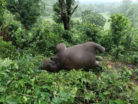 বজ্রপাতে মৃত্যু হাতির