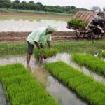 কেন্দ্রীয় সরকার কৃষি ক্ষেত্রে ইউরিয়া এবং সার সরবরাহের যথাযথ ব্যবস্থা গ্রহণ করেছে, যথেষ্ট মজুদ নিশ্চিত