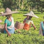আসাম মন্ত্রিসভা বৈঠকে একাধিক গুরুত্বপূর্ণ সিদ্ধান্ত: বেতনভিত্তিক পিএসও পরিষেবা, কনসার্ট ইকোনমি ও চা শ্রমিকদের মজুরি বৃদ্ধি