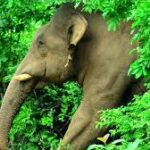 কৃষ্ণপুরে বন্য হাতির তাণ্ডব অব্যাহত, রেডিও কলার প্রকল্প ভেস্তে যাওয়ায় ক্ষোভে ফুঁসছে গ্রামবাসী