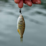 অমৃত সরোবর প্রকল্পের পুকুর থেকে প্রায় চার কুইন্টাল মাছ চুরি, তদন্তে পুলিশ