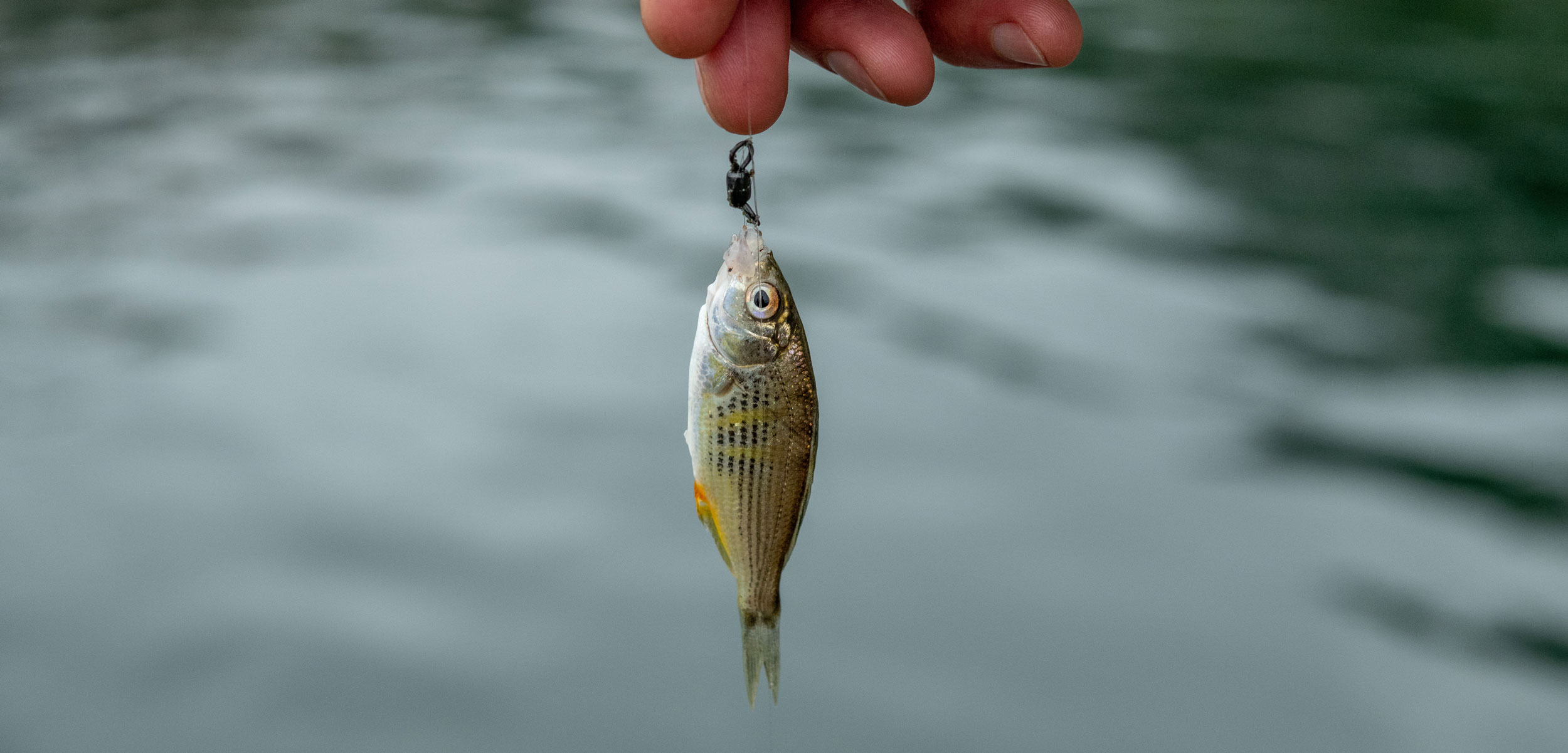 খোয়াই নদীতে প্রায় ১,৮৪,০০০ মাছের&hellip;