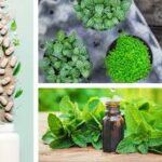 আয়ুর্বেদ গবেষণায় বিশ্বব্যাপী প্রভাব বিস্তারে তরুণ গবেষকদের ক্ষমতায়ন