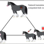 ভারতের মেরঠে স্থাপিত হলো প্রথম আন্তর্জাতিকভাবে স্বীকৃত ‘অশ্বরোগমুক্ত অঞ্চল’