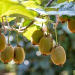 অরুণাচলপ্রদেশ: ভারতের কিউই রাজধানী হিসেবে আবির্ভূত, মুখ্যমন্ত্রী ঘোষণা নতুন উদ্যাননীতি