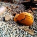 āĻ
āύā§āϧā§āϰāĻĒā§āϰāĻĻā§āĻļā§ āĻā§āϰāĻžāύāĻžāĻāĻ āĻāύāĻŋ āĻĻā§āϰā§āĻāĻāύāĻžāϝāĻŧ āĻāĻĄāĻŧāĻŋāĻļāĻžāϰ ā§Ŧ āĻļā§āϰāĻŽāĻŋāĻ āύāĻŋāĻšāϤ, āĻāĻšāϤ ā§§ā§Ļ