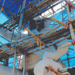 এবারের গনেশ বন্দনায় ৩০ ফুট উচ্চতার কাঁচের গনেশ মূর্তি করছে কাশীপুর গনেশ পূজা কমিটি