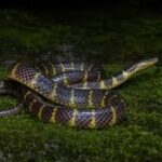 মিজোরামের বনাঞ্চলে নতুন সাপের প্রজাতি আবিষ্কৃত