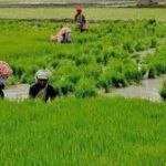 āϏāĻŋāĻāĻŋāĻŽā§āϰ ā§Šā§¨,ā§Ļā§Ļā§Ļ āĻāϰāĻ āĻŦā§āĻļāĻŋ āĻā§āώāĻ āĻĒā§āϞā§āύ āĻĒāĻŋāĻāĻŽ-āĻāĻŋāώāĻžāĻŖ āĻĒā§āϰāĻāϞā§āĻĒā§āϰ ⧍ā§Ļ āϤāĻŽ āĻāĻŋāϏā§āϤāĻŋ