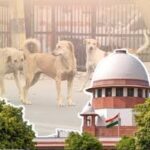 সুপ্রিম কোর্টের প্রশ্ন: ‘পাবলিক প্লেসে কুকুর খাওয়ানো কি মানবতার প্রতি অবিচার?’