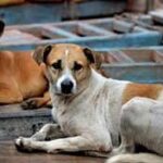 “প্যারিস যখন কুকুর হত্যা করেছিল”: সুপ্রিম কোর্টের আদেশ ঘিরে মেনকা গান্ধীর তীব্র প্রতিক্রিয়া, ইতিহাস টেনে দিলেন সতর্কবার্তা